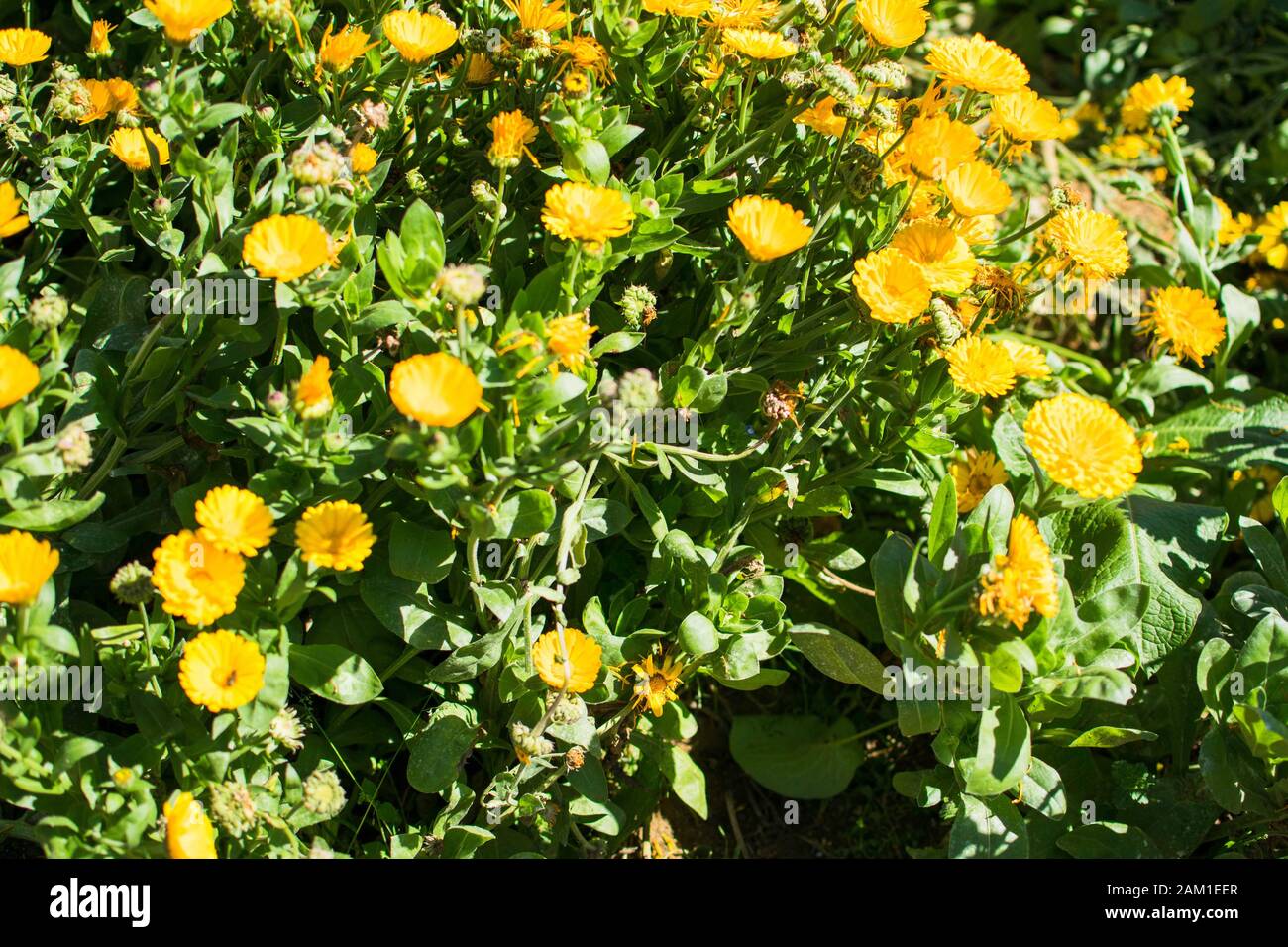 Feld voller voll geblüpfter violetter und weißer Rosenkohl. Das ist eine Kohlart, die essbar ist. Stockfoto
