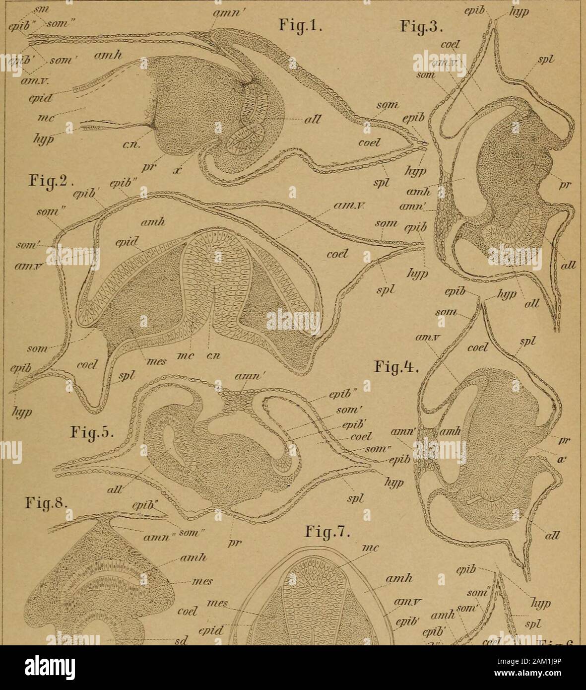 DrH. GBronn der Klassen und Ordnungen des Thier-Reichs: wissenchaftlich dargestellt in Wort und Bild. m, c.n Canalis neurentericus. Epiblast. epih Epiblast des wahren Amnion. epih Epiblast der Subzonalmembran (falschenAmnion). Epid Epidermis. Jiyp Hypoblast. mc Medullarcanal. mes Mesoblast. pr Primitivstreif. sm falches Subzonalmembran (Amnion). sd-Schwanzdarm. som Somatopleura. nom^ Somatopleura des wahren Amnion. som Somatopleura des falschen Subzonalmembran (Amnion). spl Splanchnopleura. X, u; Siehe die Beschreibung auf S. 1916. 1. Längsschnitt durch einen Embryo von lacerta miLralls mit Beginn Stockfoto