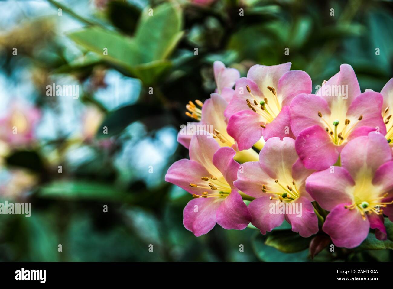 Schöne rosafarbene und gelbe Blume Stockfoto