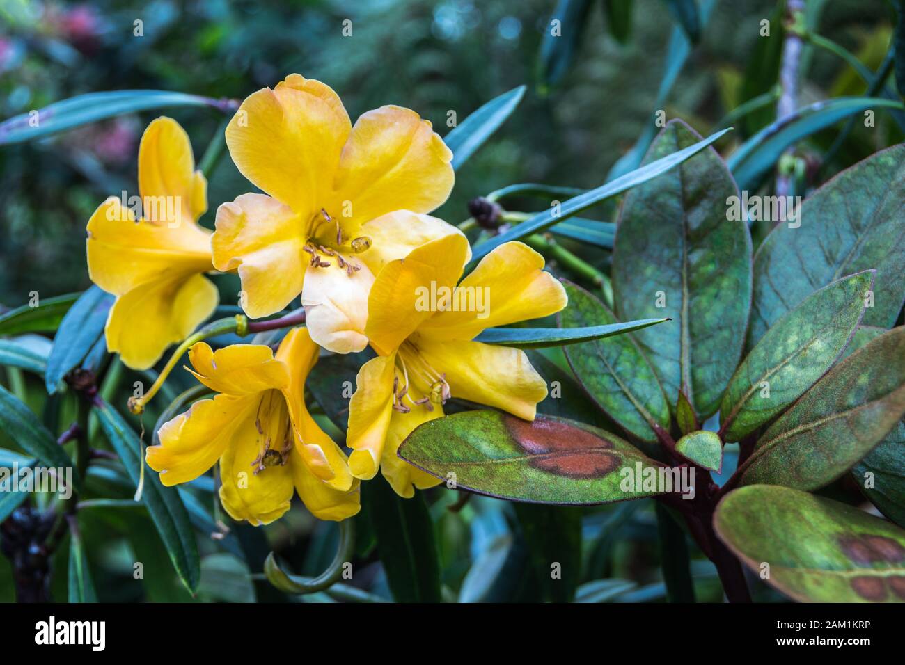 Schöne gelbe Blume Stockfoto