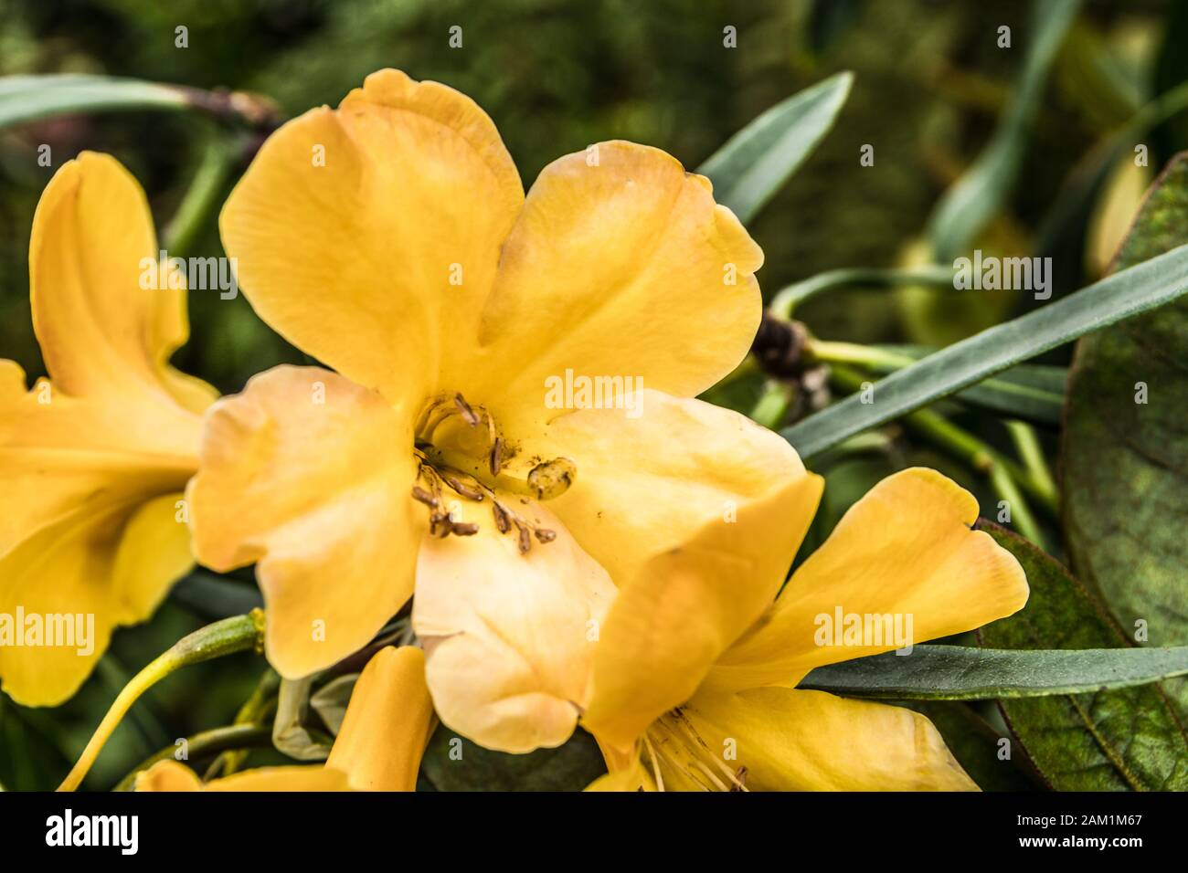 Schöne gelbe Blume Stockfoto