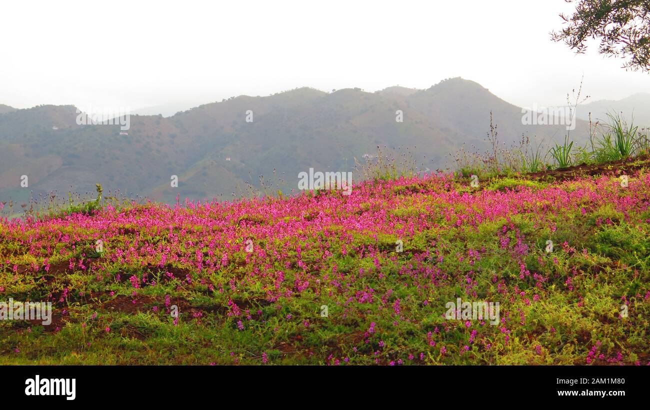 Teppich aus rosa blühendem Unkraut auf der andalusischen Wiese gegen abgelegene Hügel Stockfoto