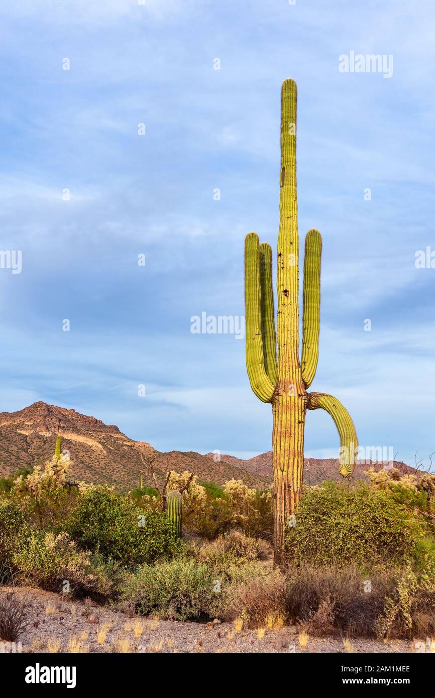 Ein majestätischer Saguaro Kaktus steht hoch in der Wüstenlandschaft des Usery Mountain Park in Phoenix, Arizona, USA Stockfoto