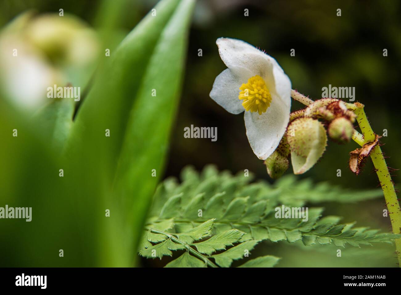 Weiße Blumen mit gelben Pistillen Stockfoto