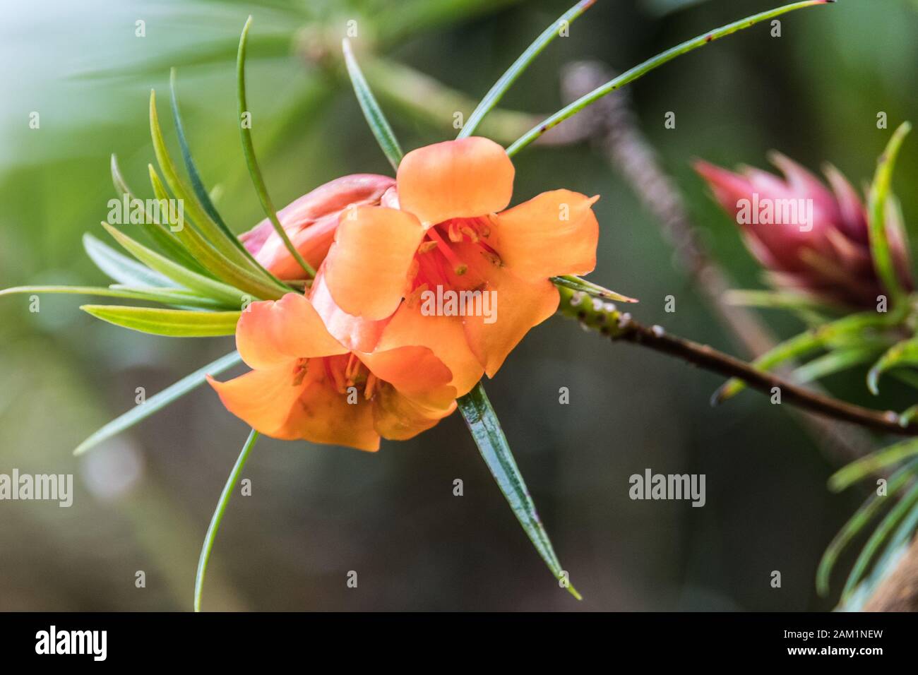 Schöne orange Blume Stockfoto