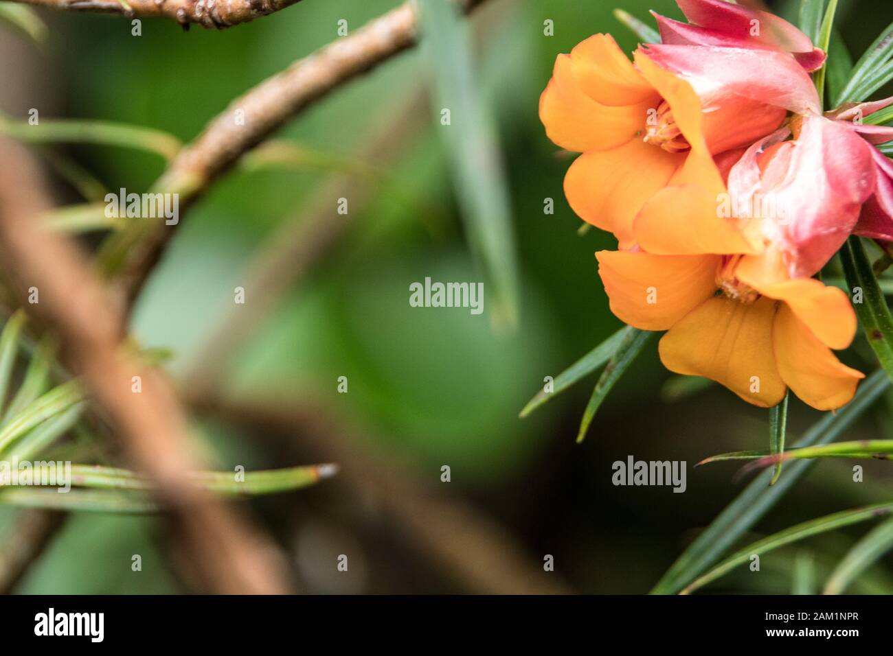 Schöne orange Blume Stockfoto
