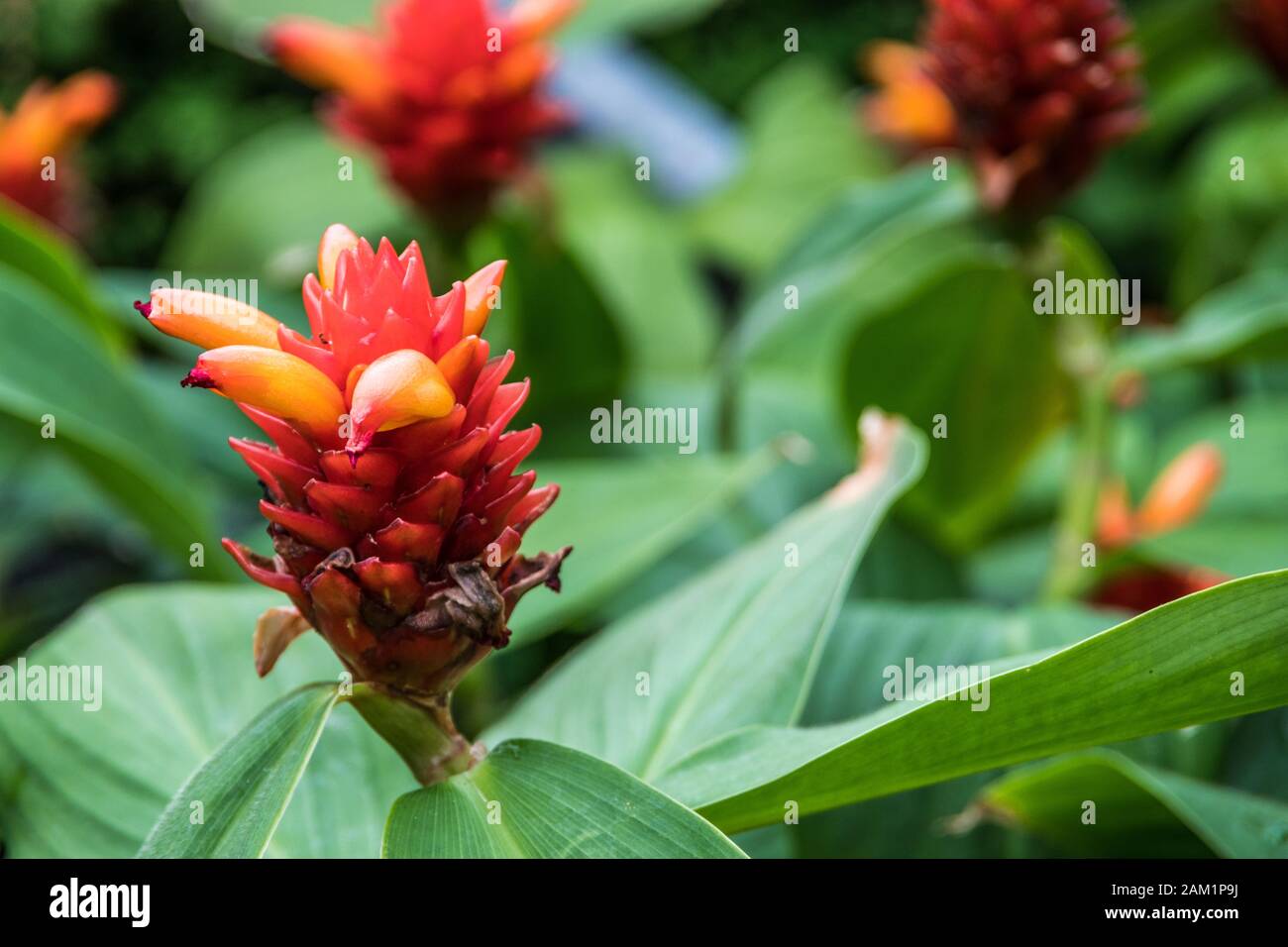 Seltene orangefarbene und rote Blume Stockfoto