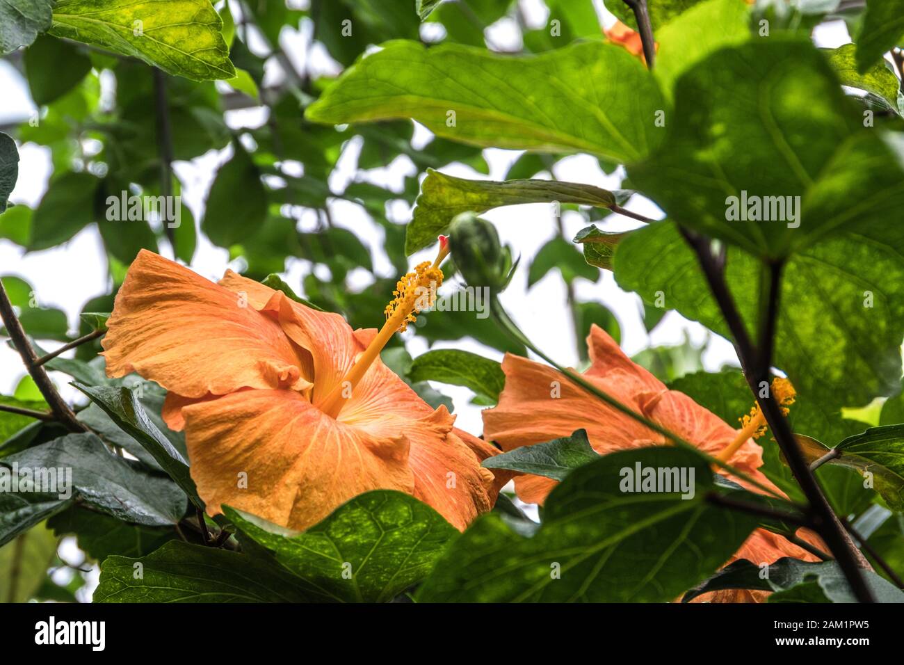 Orangefarbene chinesische Rosen Stockfoto