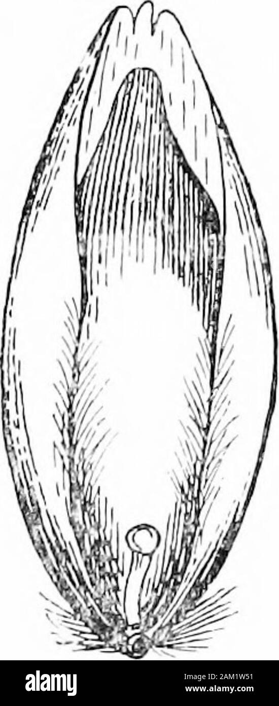 Britische Gräser und der Beschäftigung in der Landwirtschaft. Abb. 149. Triodia seedof Decum-bens, Vorderansicht, x 10. Abb. 148. Sesleria ccerulea. Über I-Nat. Größe. Ährchen 2-3 geblüht. Glumes nahezu gleich breit, upperhalf Ihrer Kiele rauh. Samen. Äußere palea etwa 4 mm lang, fünf durchzogen, Diemittlere Nerv Ende in einem kurzen awn-Punkt; die restlichen nervesforming vier Zähne an der Spitze der äußeren palea. Innere paleabifid an der Spitze, und seine rn Rippen gesäumt. 9-2 132 Botanischen Sektion [pt i, Kap. vii Triodia decumbens, Beauv. (Heide - Gras.) ziemlich häufig auf Heide und unfruchtbaren Land im B Stockfoto