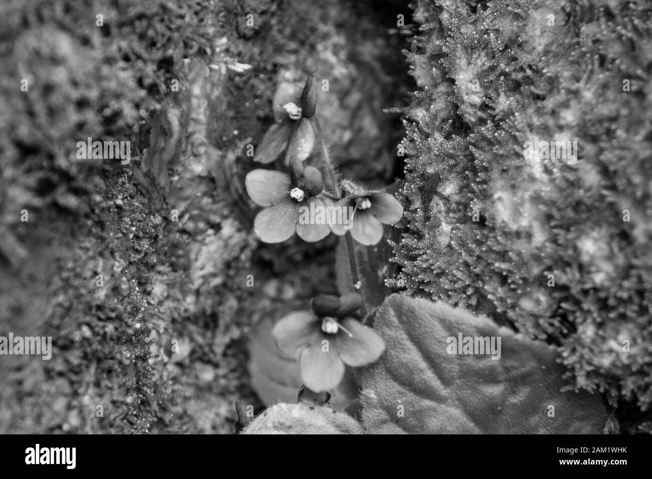 Kleine Blumen zwischen großen Steinen, Schwarz-Weiß-Foto Stockfoto