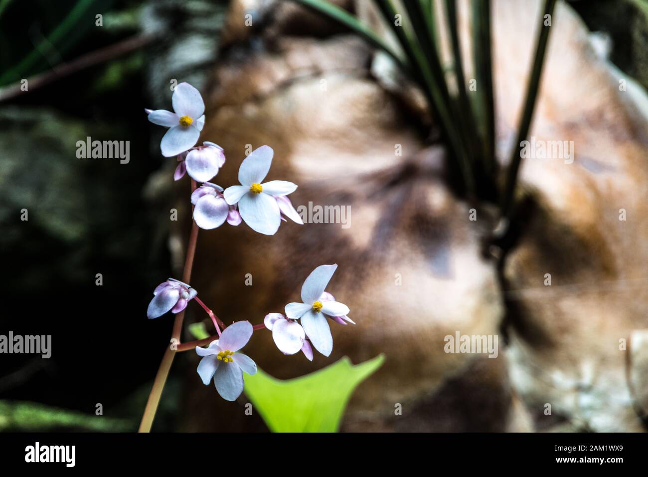 Kleine weiße Blumen mit gelben Riegeln wie Begonia Stockfoto