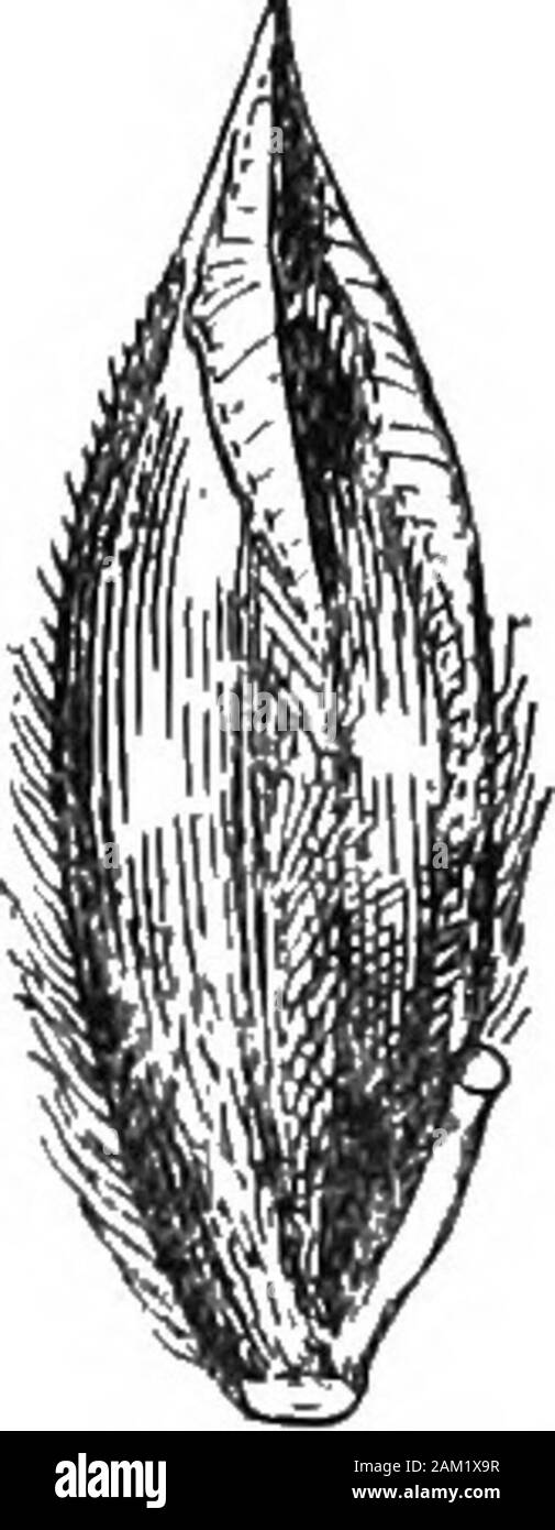 Britische Gräser und der Beschäftigung in der Landwirtschaft. e glumes sind lanzettlich in Form, aber ohne acutelypointed awn-Punkte, und ihre inneren Ränder arefringed mit feinen Haaren. Die samen können durch ihre kleinere Größe unterschieden werden, das Fehlen einer zentralen Punkt und oder an der Oberseite des outerpalea Sporn. Blumen über Juli. Poa. Die gemeinsame Britische speciesof dieser Gattung haben zahlreiche 2-8 floweredspikelets in der Verbreitung Rispen. Dieäußeren palece haben keine grannen oder awn-Punkte. Poa Alpina (Alpine, L. Poa.) Eine mehrjährige, ausgeweitet, die auf hoher - Land im Norden Großbritanniens. Schießt muchcompressed, Blades, br Stockfoto