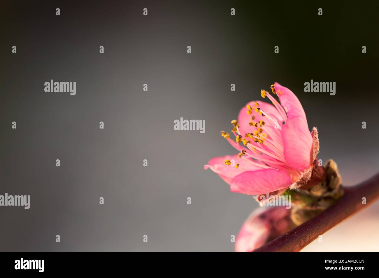 Frühling Natur Wald sprießen Stockfoto