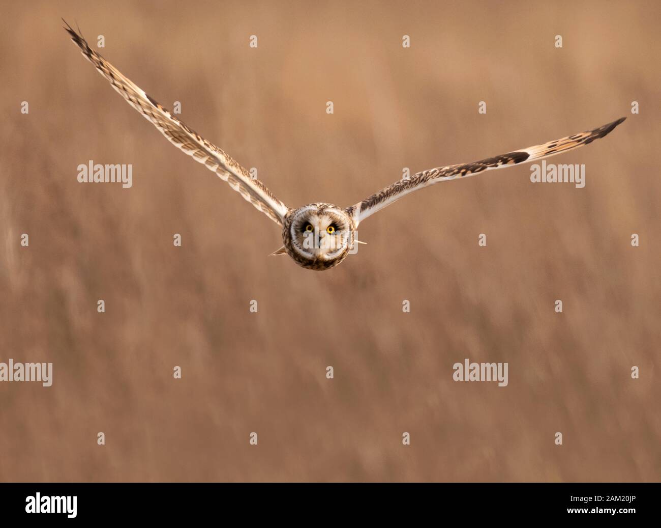Eine wilde Short Eared Owl (Asio Flammeus) fliegen geradeaus in Richtung Kamera, Gloucestershire Stockfoto