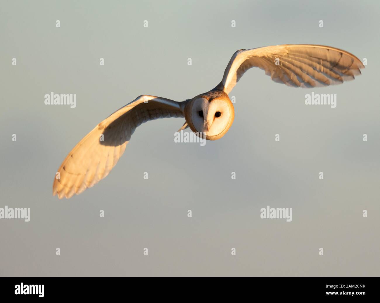 Eine wilde Barn Owl (tyro Alba) im Flug in der goldenen Abendsonne, Gloucestershire Stockfoto