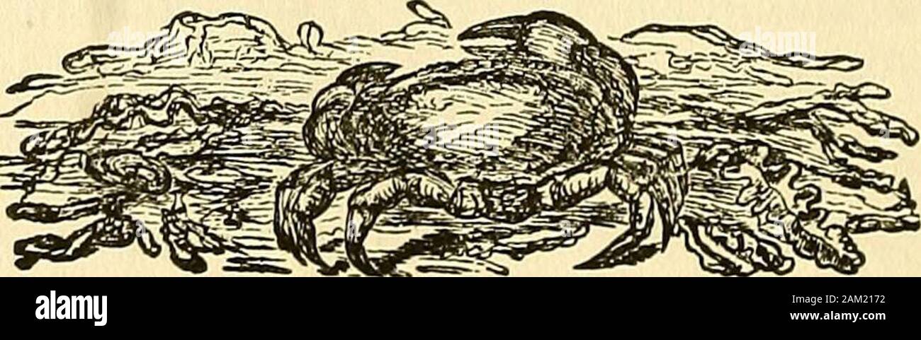 Natur die Enthüllungen von Charakter; oder, physiognomie illustratedA Beschreibung der geistigen, moralischen und volitive Dispositionen der Menschheit, wie in der menschlichen Form manifestiert und schaut. muscularorganization; während Weston, mit seiner fast incrediblepowers der Tätigkeit, ist weniger schwer als elastisch, leichter, moreporous, und folglich im allgemeinen Bau flabbier. Die Vermischung von diesen widrigen Bedingungen ist commorenough, aber die Art und Weise ihrer Fusion mit seinen fullcomprehension ist, wo die Schwierigkeit liegt, und die toattain durch genaue Lösung erfordert eine Studie, Beobachtung, andextensive Stockfoto