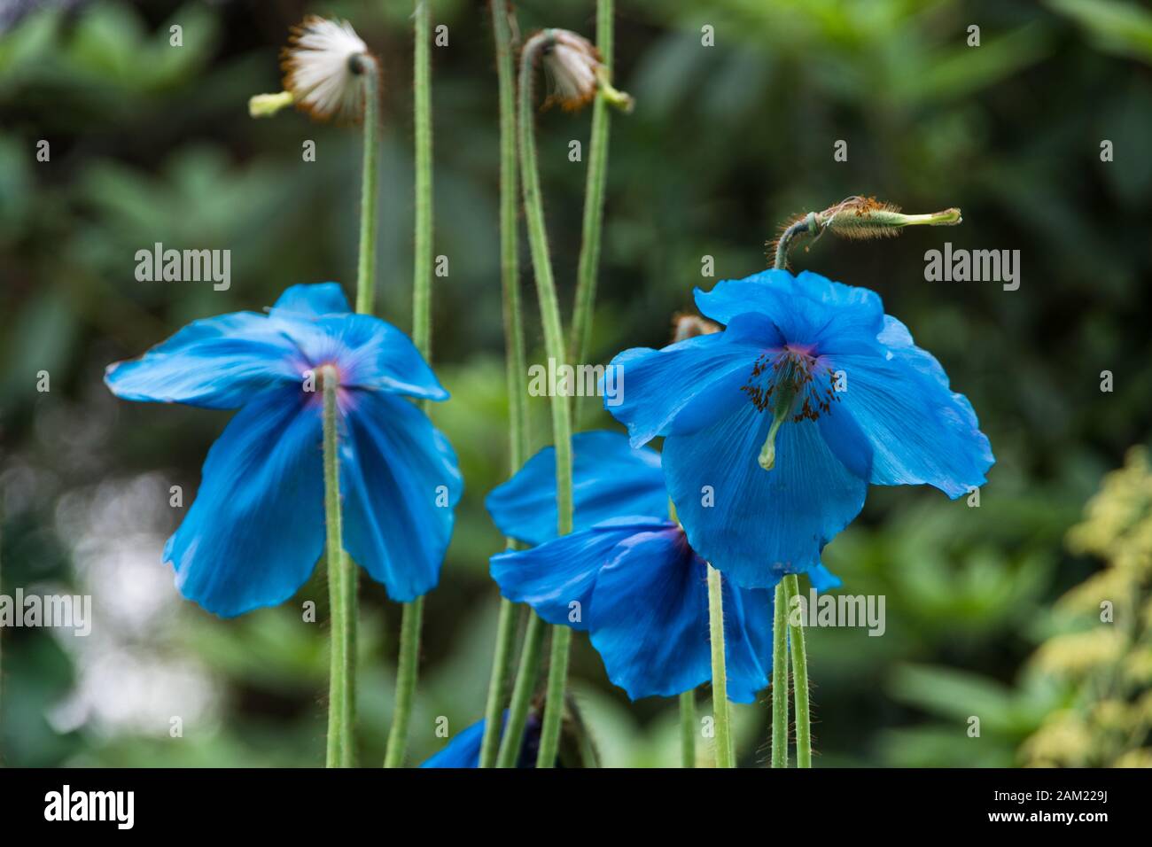 Legendärer blauer Himalaya-Mohn. Seltene blaue Blume Stockfoto