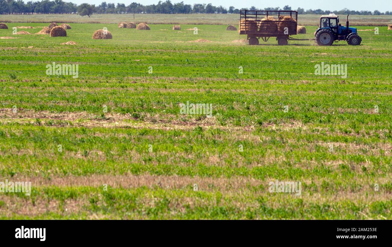 Einen landwirtschaftlichen Traktor Lader lasten Heuballen in einen Traktor Anhänger auf dem Feld Stockfoto