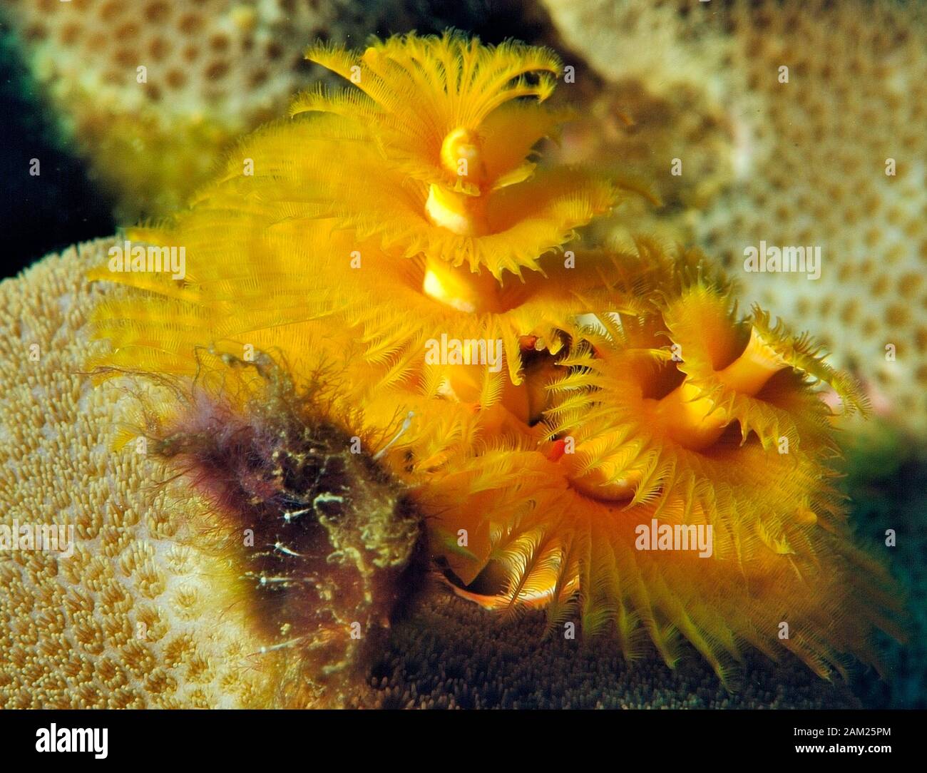 picture Yellow Christmas Tree Worm alamy