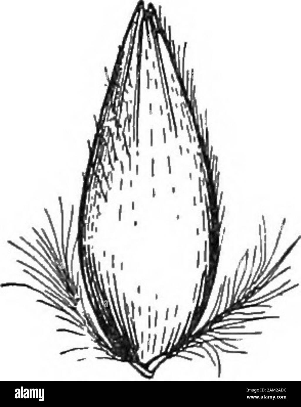 Britische Gräser und der Beschäftigung in der Landwirtschaft. Glycerin Aquatica, Shi. (Links). Digraphis arundinacea, Trin. (Rechts). J NAT. Größe. Abb. 01. Zwei coastgrasses, ein. Spike von Ely - iints Arenarius. b. Spike - wie Blütenstand ofPsamma arenaria. Über Nat. Größe. Blumen Ende Mai oder Anfang Juni. Culms von zwei tothree Füße hoch, der oberen Hüllen und Blades des culm veryharsh zu berühren. Die rispe besteht aus Clustern von spikeletsarranged auf vertraglich verkürzt oder Zweige, damit aclose, Dichte, Schwere aussehen. Ährchen drei bis fünf blühenden.ch. vn] Botanische Stockfoto