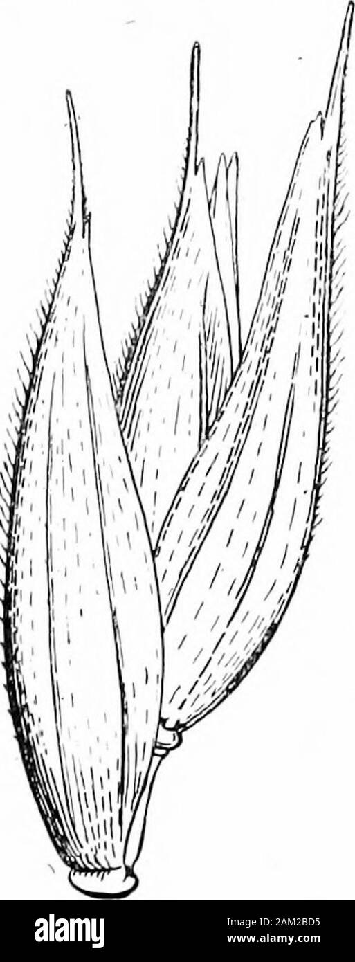 Britische Gräser und der Beschäftigung in der Landwirtschaft. ctylis Glomerata. Form der Rispe in der Pre-noweringand Blüte Stadien. Über Nat. Die Größe der äußeren Palea o erlap an der Spitze und bilden ein Punkt, der in eine maysometimes awn verlängert sein. Der obere Teil des Dieäußeren palea ist sehr scabrid als auch die Margen vor. Die innerpalea ist in sehr streng von den äußeren Palea gehalten, und beide sind coveredwith okay, aber auffällige Punkte. Der rachilla variiert stark in lengthbut ist in der Regel kurz. Es ist zylindrisch, sondern hervorragend, und Oh. vii] Botanische Beschreibung der Arten m dick Stockfoto