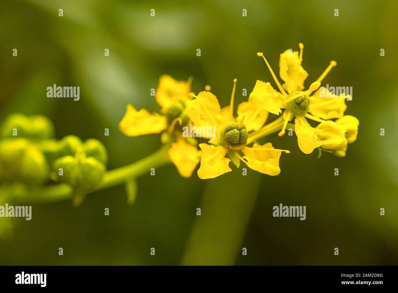 St. John's Johanniskraut (Hypericum) Blumen und Blüten sowie deren Knospen, Stockfoto