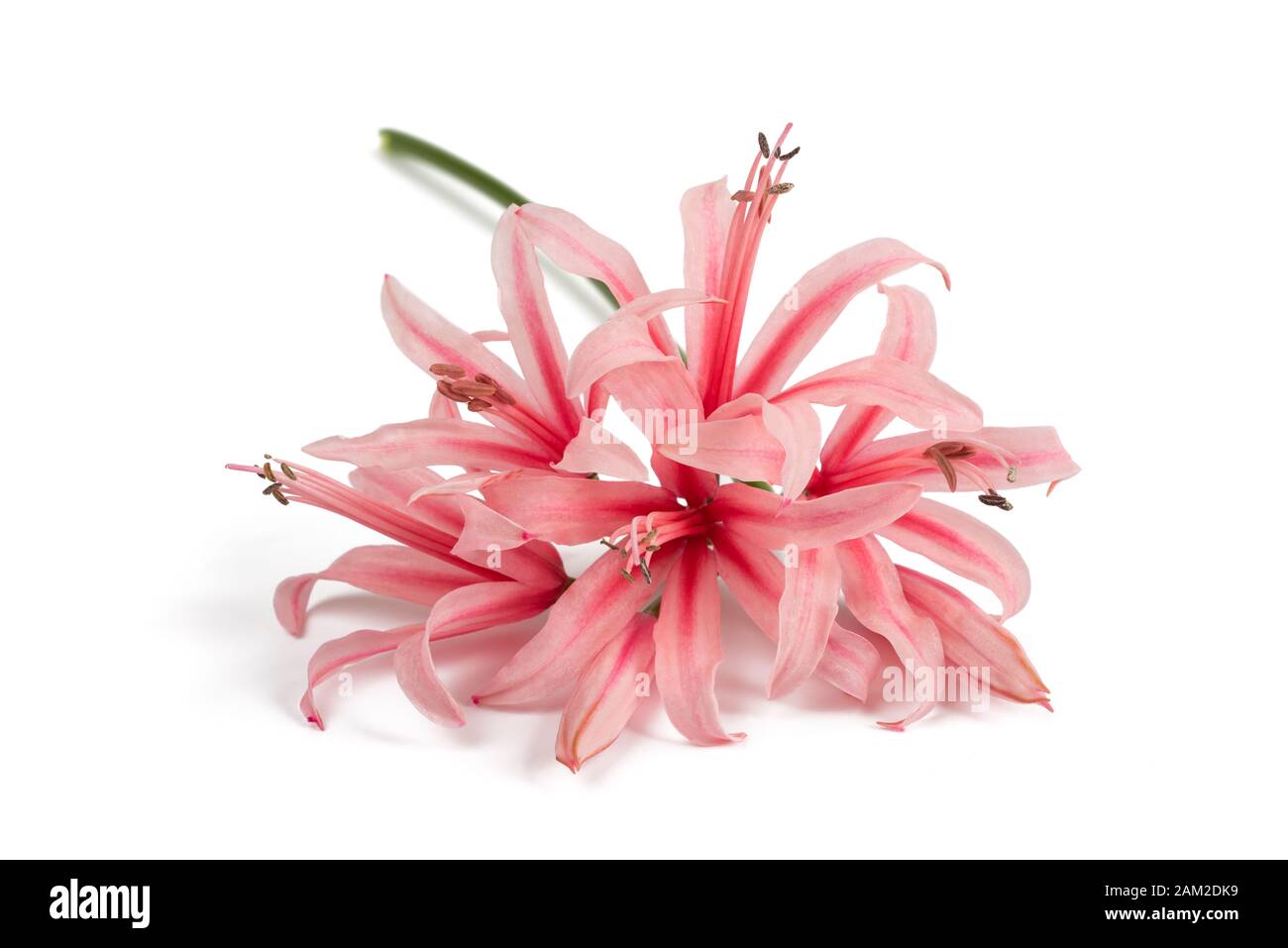 Guernsey Lily ("nerine" bowdenii) auf weißem Hintergrund Stockfoto