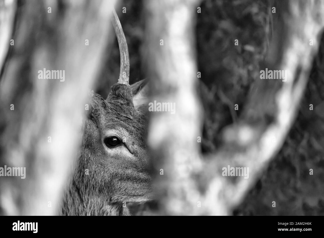 Der verborgene Hirsch (Cervus elaphus) Stockfoto