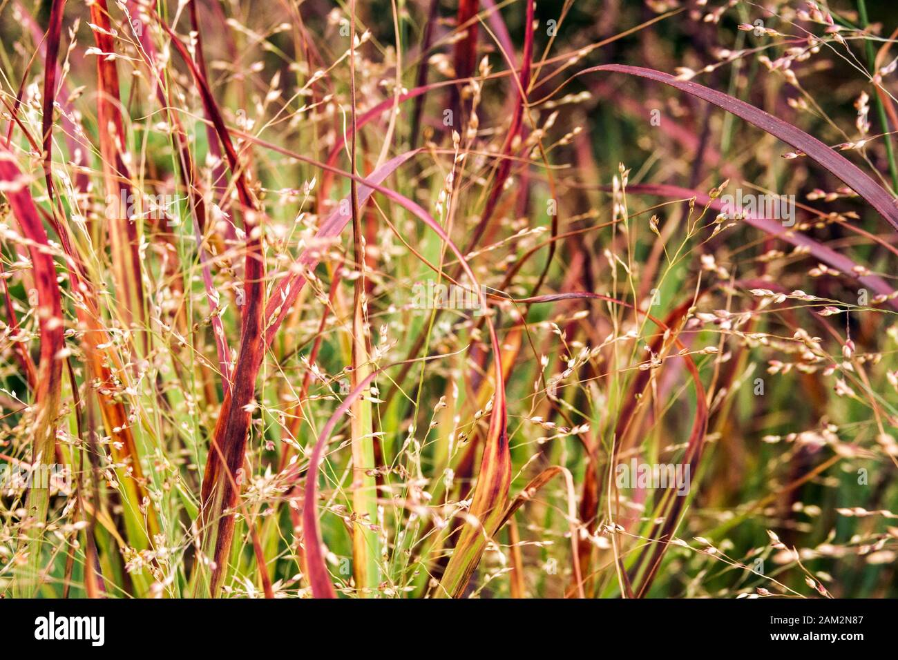 Paincum virgatum 'Red Metal' Ziergras Switchgrass Stockfoto