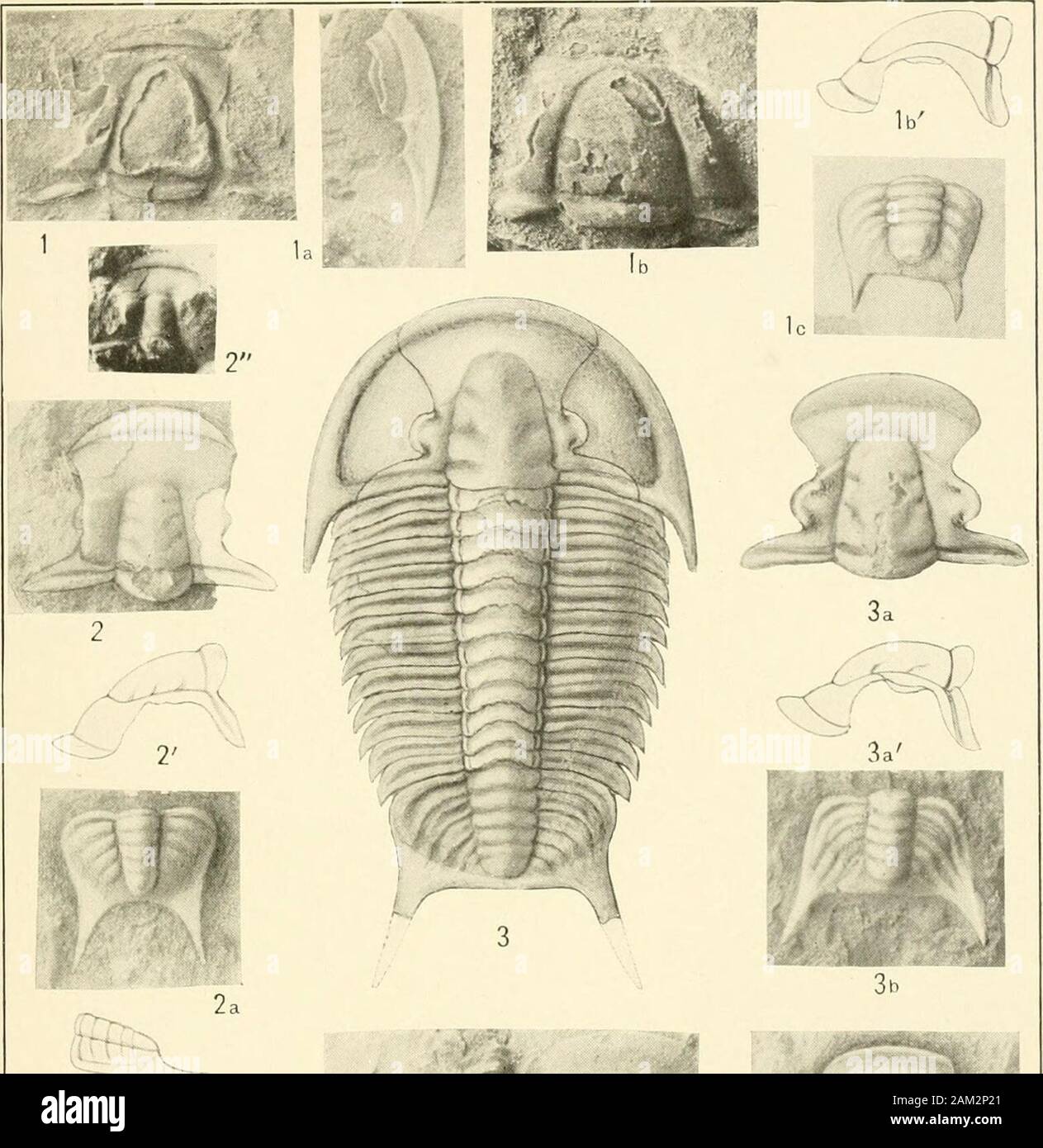 Smithsonian sonstige Sammlungen. Museum, Katalog Nr. 61674. 3a, 2