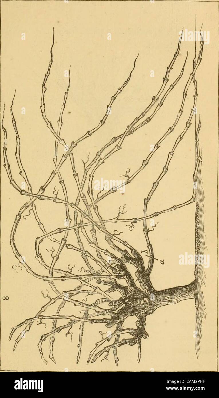 Drei jahreszeiten in europäischen Weinbergen: Behandlung von vineculture; Einfügung der Krankheit und ihrer Heilung; Wein und Weine, Rot und Weiß; Wein trinken, als die Gesundheit und Moral. Die gleiche gouche nach beiug reduziert. Während es lebt, zwei der Triebe neigte upwardand zusammen ohne Beschneidung gebunden, und alle theothers sind zurück zu drei Augen. Dies bald ex-liausts die Rebe. Wie sie Pflanzen Reben in Souche, 317. 318 Europäische V i n e y a k d s. Platte Nr. 8 stellt eine Aranion twehe Jahre übernachten. Platte Nr. 9 stellt eine Anlage 40 Jahre alt thatlias beschnitten wurde, 9. Stockfoto