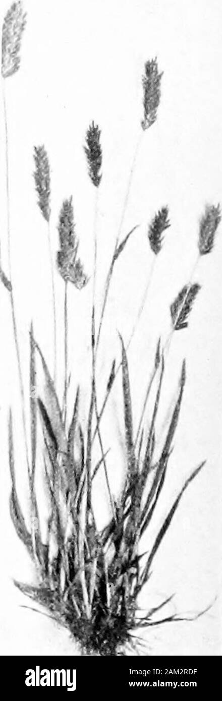 Britische Gräser und der Beschäftigung in der Landwirtschaft. B C Abb. 51. Zwei der ältesten britischen Gräser. .-1. Wiese Fuchsschwanz. B. Süße Vernal-Grass (Anthoxanthum odoralum). C. in der Anlage der Letzteren. beide sind bisexuell), und der Lümmel/dorsalen und? kneed awn auf theouler palea. Avenaflavescens, L. (gelb oder golden Oat-Gras.) (Abb. 57.) Siehe auch S. 139. Gemeinsame in England, aber viel in Scotlandand Irland.ch. vn] Botanische Beschreibung der Arten m lessso Eine getuftete mehrjährige, mit zahlreichen faserige Wurzeln, die areoften eine gelbliche Farbe. Schießen zylindrisch. Ummantelungen, Split, bedeckt mit zahlreichen seidig Ein Stockfoto