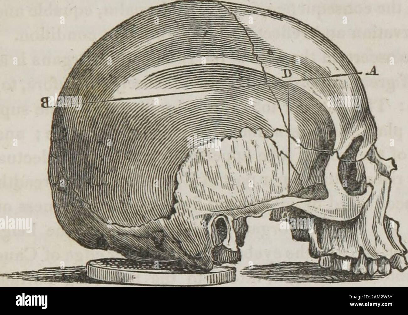Vorträge über phroenology: einschließlich der Anwendung auf die gegenwärtigen und zukünftigen Zustand der Vereinigten Staaten. wirksam sein, aber auch die anderen Fakultäten müssen eine ausreichende Entwicklung. Ein Schauspieler unzulänglich in Tune konnte nicht imitieren Catalani, wie - immer seine Nachahmung; und ein Mangel an Self-Esteeniand Destruktivität nicht Coriolanus zu Pro- fection darstellen. Diese Fakultät ist eine wesentliche Voraussetzung für die Porträt-Maler, die engra-ver, der Bildhauer und Musiker. Es ist Voraussetzung für theorator; ihm macht seine Gedanken mit ap Ausdruck zu verleihen, eine entsprechende Gesten. Im privaten Leben, einige individuell Stockfoto