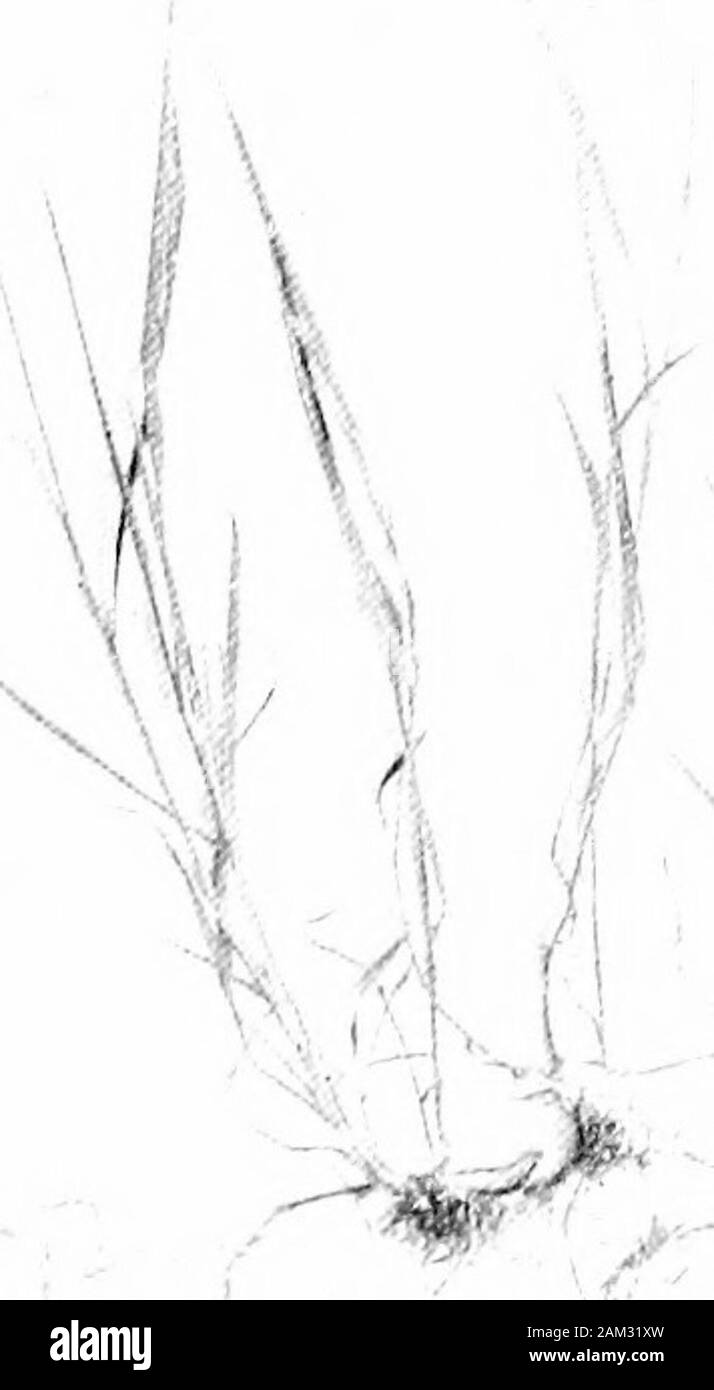 Britische Gräser und der Beschäftigung in der Landwirtschaft. Abb. 31. Rispe von Agrostis palustris, (a) gerade nach aus itssheath und (6) in der Nähe des Zeitraums offlowering. Über t Nat. Größe. Abb. 32. Blütenrispen Agrostis stolonifcra (links) und Agrostis vulgaris (rechts). Über I-nat Größe. Eine gemeinsame Vielfalt der Arten - var. Arista! U hat die dorsale Nerv in einen awn oder awn-Punkt, der sub-terminal verlängert, das nicht die Länge der outerpalea überschreiten. 54 Botanischen Wissenscha auf [I A. junceum, Beauv., ist ein Meer von A. repens. Itsleaf-Blades sind starr und glauc Stockfoto