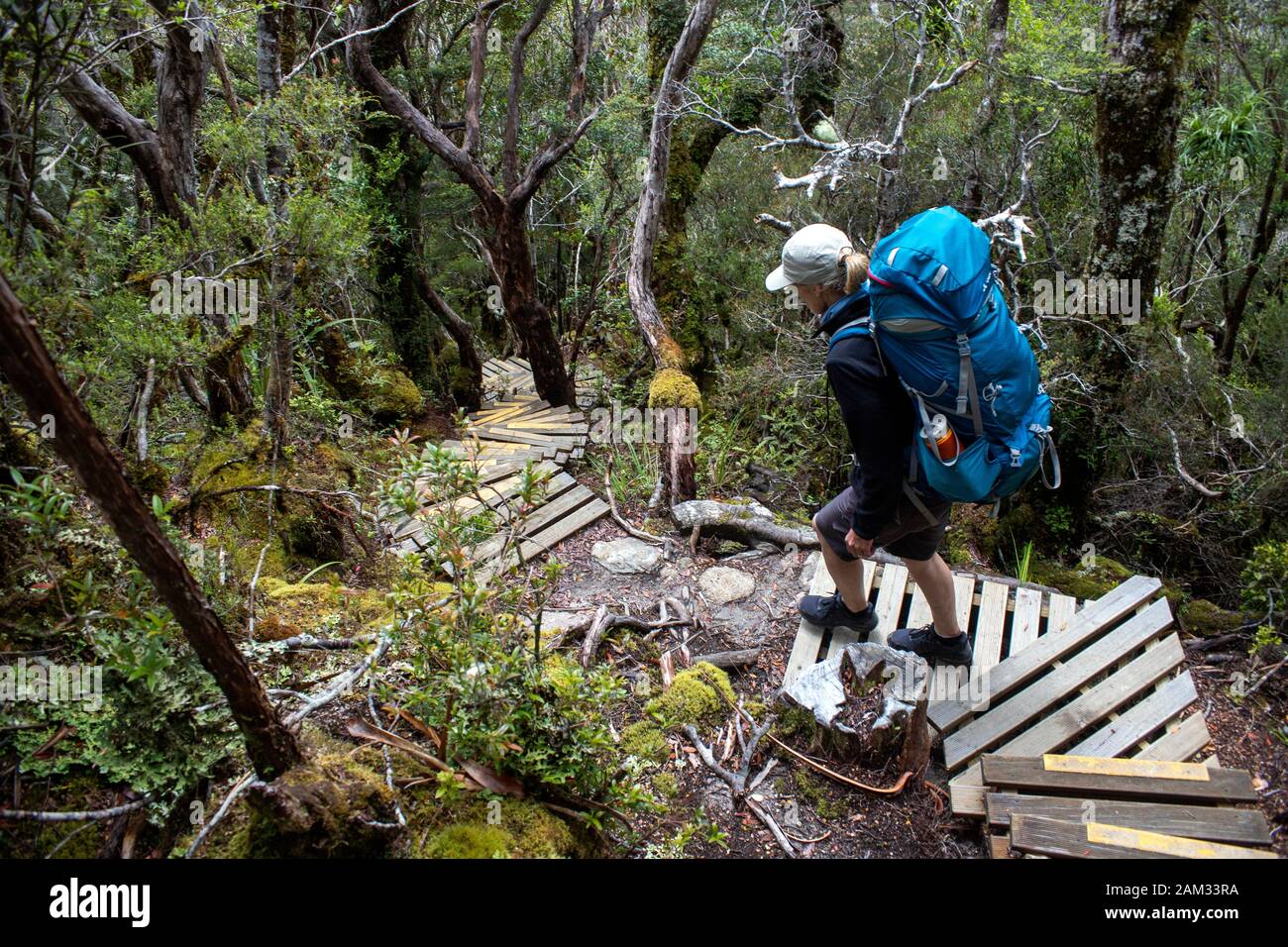 Wandern die Alten Ghost Road Trail, Lyell zu Seddonville, Neuseeland Stockfoto