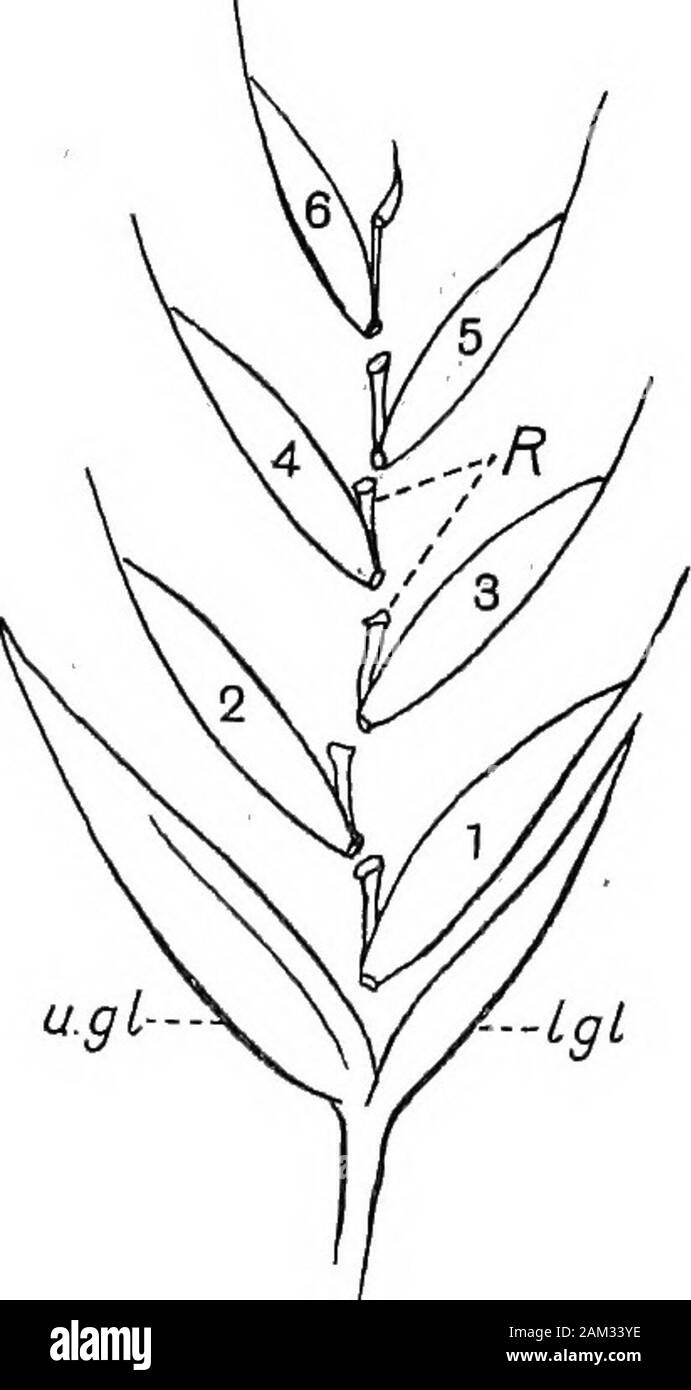 Britische Gräser und der Beschäftigung in der Landwirtschaft. Abb. 18 Schwein. 19 Abb. 18. Diagramm eines Gras Ährchen (Fesiuca rubra) Zeigt die alternatearrangement der Blumen (Nrn. 1 - 6), innerhalb oder oberhalb der leeren glumes. l. gl. Untere hüllspelze, u. gl. obere Hüllspelze, o.p. Äußeren palea, und I.p. innere palea Erste der Blume. Die Staubfäden sind durch Kreuze dargestellt. Ov Eierstock, Lod. lodicules, E. rachis. Abb. 19. Die gleichen, die die Art und Weise, in der die ährchen zerbricht, wenn die Samen (1-6) reif sind. R. rachillas. In der Regel eines oder mehrere der oberen - die meisten Blumen nicht reife Samen zu produzieren. Oder kurz eine Rispe Stockfoto