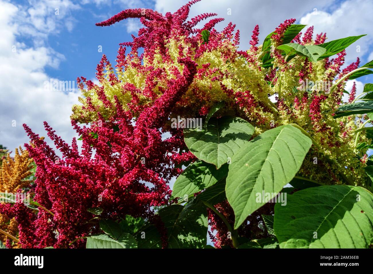 Amaranth Amaranthus cruentus ‘Don Armando’ AmaranthPflanze, Amaranth