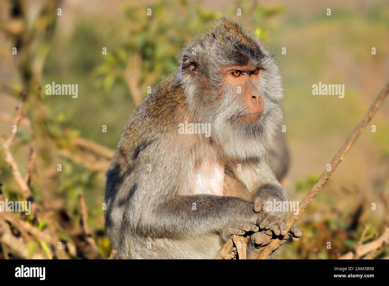 Pelziger Affe Stockfotos Und Bilder Kaufen Alamy