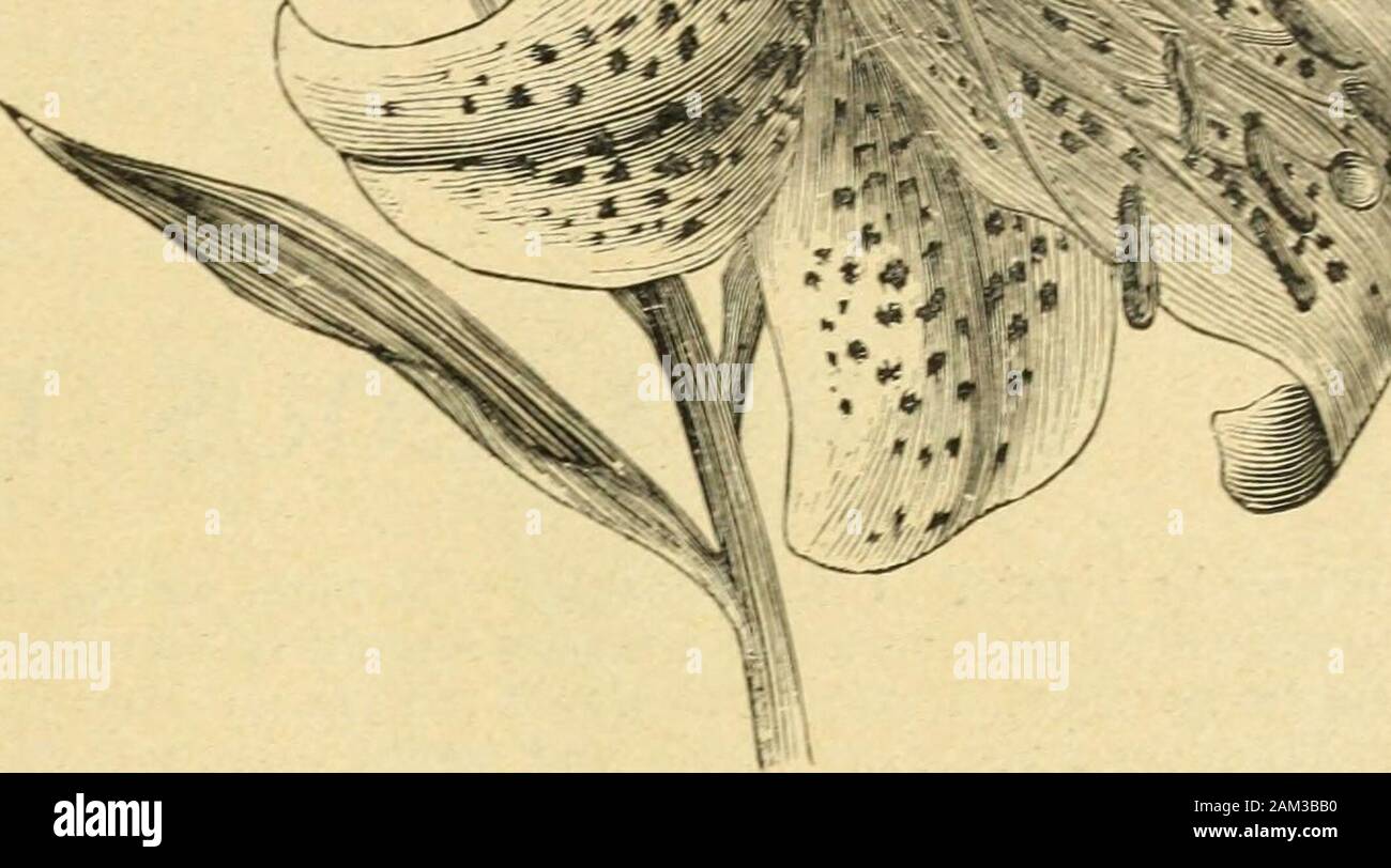 Katalog von Erdbeeren, Holland Glühlampen und Spezialitäten: im Sommer und Herbst 1899. AVRATVM LILY. FLO % VER von AVRATVM LILY. Atrosanguineum Orange-rot. Jeder, 20 Cent. Auratum - (Golden geröntgt Königin der Lilien) die herrliche Japan Lily, im Dezember bereit. Jeder, 25 Cents. Canadense - unsere einheimischen Lily, hängend, gelbe und rote Blumen, Stamm 2 bis 5 Fuß. Jeder, 15 Cent. Candidum - rder Madonnenlilie) die bekannten weißen Garten Lily. Jeder, 15 Cent. Harrlsii - rBermuda Ostern Lily) Blüten groß, Trompetenförmigen; im allgemeinen Aussehen ähnlich L. longiflorum und besitzen einen herrlichen Duft. Es ist ein remar Stockfoto