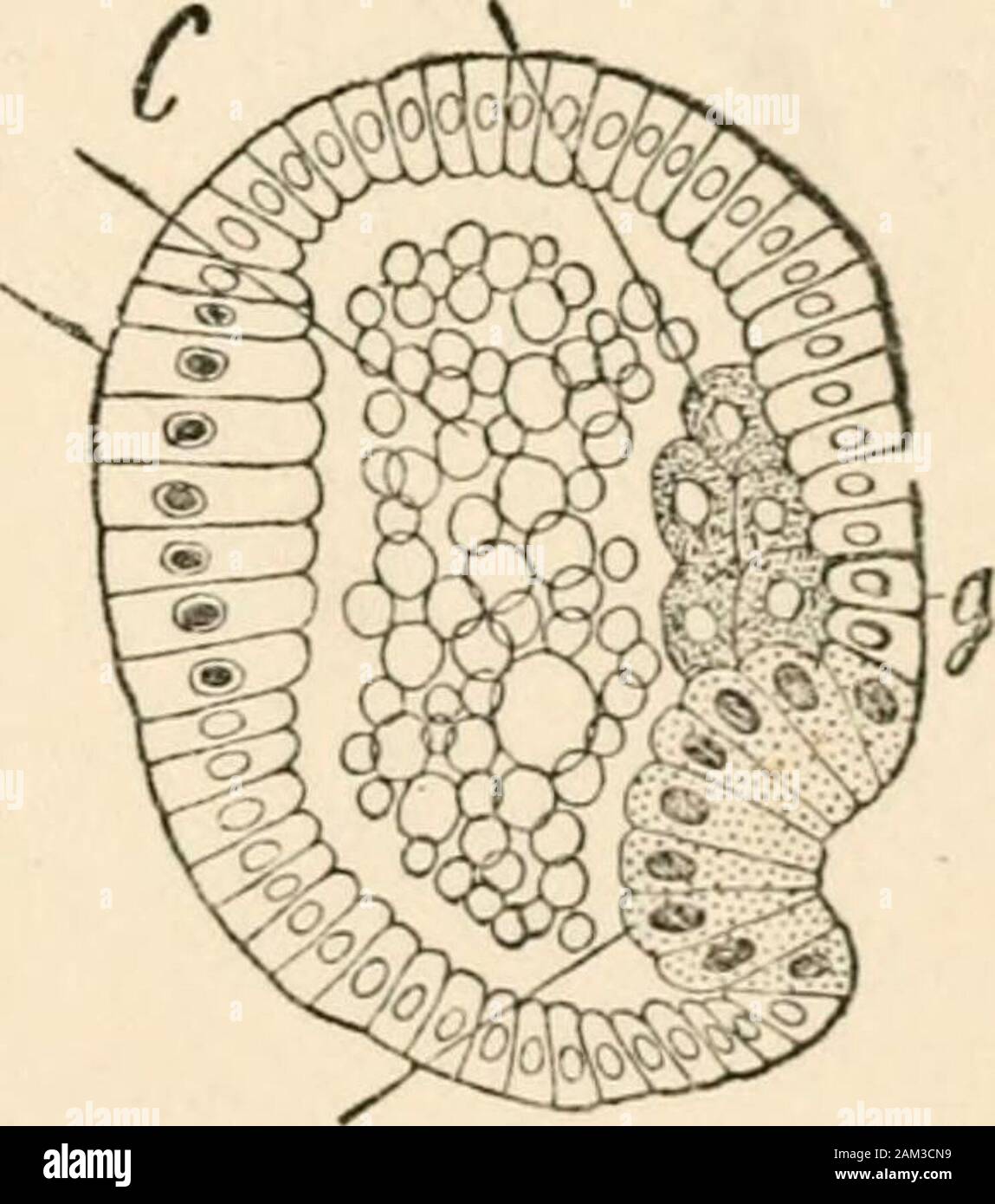 Die ersten Grundsätze der Vererbung; mit 75 Abbildungen und diagrms. Abb. 34.- Sommer Eier von Moina. (Nach Grobben.) {von Weismann, der Germ-Plasm.) EIN, Morula Stadium; B^Blastula-stadium; C, Gastrula-stadium; g, primitive Zellen der Keimbahn. für den Aufbau eines Organismus. Den Körper, deshalb ist nicht in der Lage, die Zellen der Keimbahn thereremains neu, die einzige andere Möglichkeit der Ableitung der Keimbahn ceUs für die Produktion der nächsten Generation directlyfrom der Keim-Zellen der Eltern. In der Tat, in einigen, obwohl selten, Fällen, wie der direkten Relation - 6 o DIE ERSTEN PRINZIPIEN DER VERERBUNG Schiff zwischen ger Stockfoto