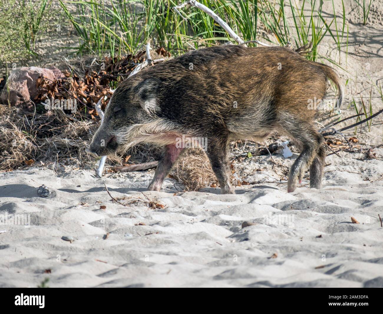 Wildschwein vorbei entlang der sandigen Strand, Ostsee, Polen Stockfoto