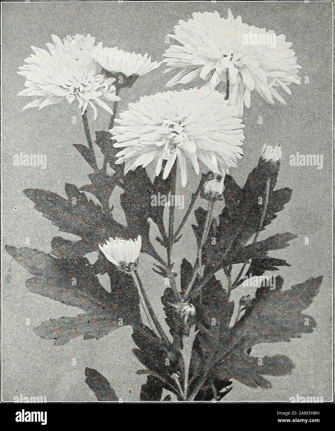 Die Farquhar Garten jährliche: 1922. Ian Doty. Eine außergewöhnlich feine Lavendelrosa Vielfalt. Lady Naylor. Weiß, Schattierung zu Gelb. Leslie. Rich buttercup Gelb. Marie Antoinette. Rosa. Miss Emma. TaU gro^^ dng Vielzahl von golden Bronze. Frau Peary. Reines Weiß. Mrs Porter. Helle Bronze; gut zum Schneiden. Normandie. Hellrosa. Peto. Rich Bronze. Provence. Hell rosa; Petalen gespitzt, Gelb. Roupel Schönheit. Pink. Sir Michael. Zitronen-gelb. Sieben Eichen. Große, gelbe Blüten im Überfluss; sehr früh. St. Elmo. Eine ausgezeichnete weiße Sorte zum Schneiden. Sylvia. Große, scarlet-Bronze. T Stockfoto