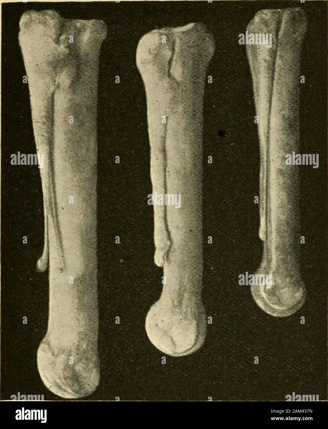 Veterinär Hinweise für Pferdebesitzer: Handbuch Pferd der Medizin und Chirurgie. th das Handgelenk als Pivot) Der metacarpalbones, wird durch Verminderung der Abstand bei whichthese Knochen begleitet sind. Diese Einschränkung der Raum hat reachedits soweit im Fall der oxs Dritten und fourthmetacarpal Knochen, die in den Knochen, dass formshis Cannon Knochen fixiert sind, und einen ähnlichen Zustand existiert in seine Hinterbeine, nämlich in seinem mittelfußknochen. Auf den ersten Blick, die Kanone boneof der Ochse könnte einen einzelnen Knochen, sondern als Milne Edwards (Gaudr)^s Enchainements du Monde Tier) Punkte Stockfoto