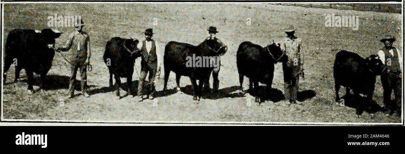 Utah: Fakten zu beweisen, dass der Jüngste der Mitgliedstaaten progressiv ist und wohlhabenden/von der Utah Kommission für die Lewis und Clark Centennial Exhibition in Portland 1. Juni bis 15. Oktober 1905 statt. re und innerhalb von drei yearscompleting Gräben und Kanäle an Kosten nicht lessthan $ 3 ein Morgen, und auf die Zahlung eines zusätzliche $ 1 ein Morgen. Land kann fromindividual Besitzer zu Preisen von $ 6 bis $ 30 im südlichen Utah und von $ 30 bis $ 200 im Norden erworben werden. 46 Gute Arbeit der Kühe. 0 AIRYING. - Utah hat 1.815 Milchbetrieben mit insgesamt 159,773 Hektar. Auf diesen Farmen sind 15.000 Dai Stockfoto