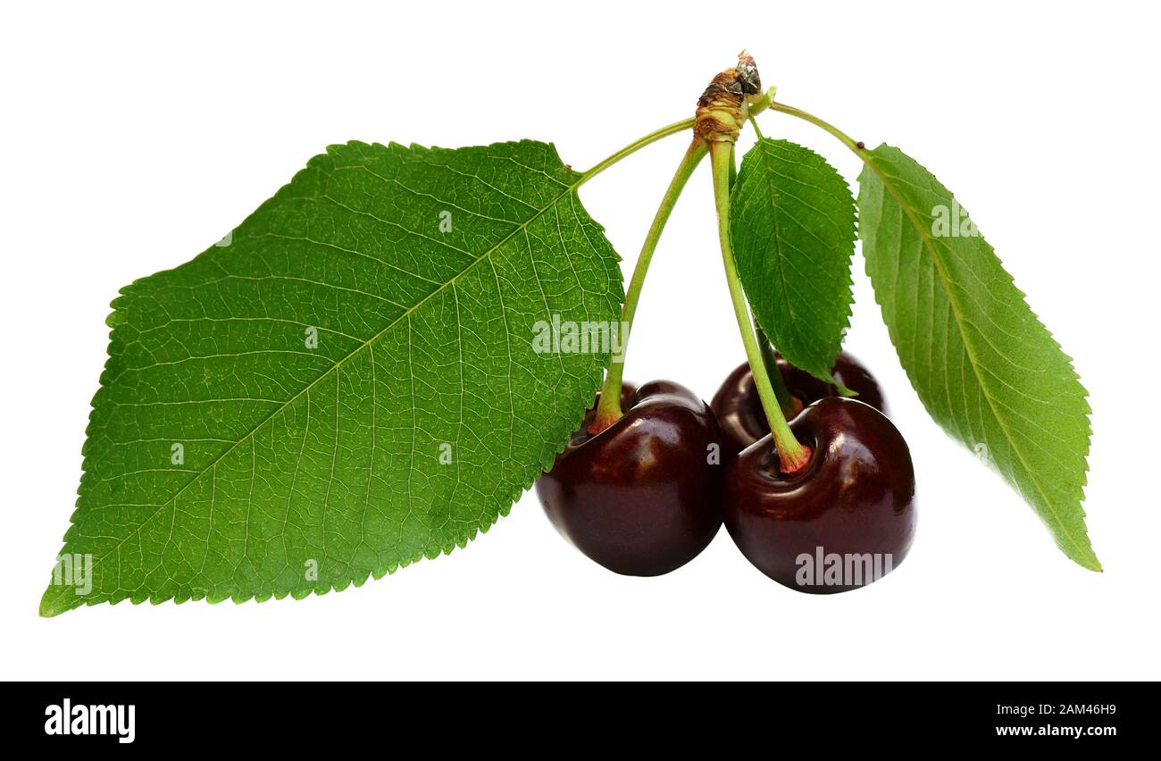 Rote Kirschen mit auf weiß isolierten Blättern Stockfoto
