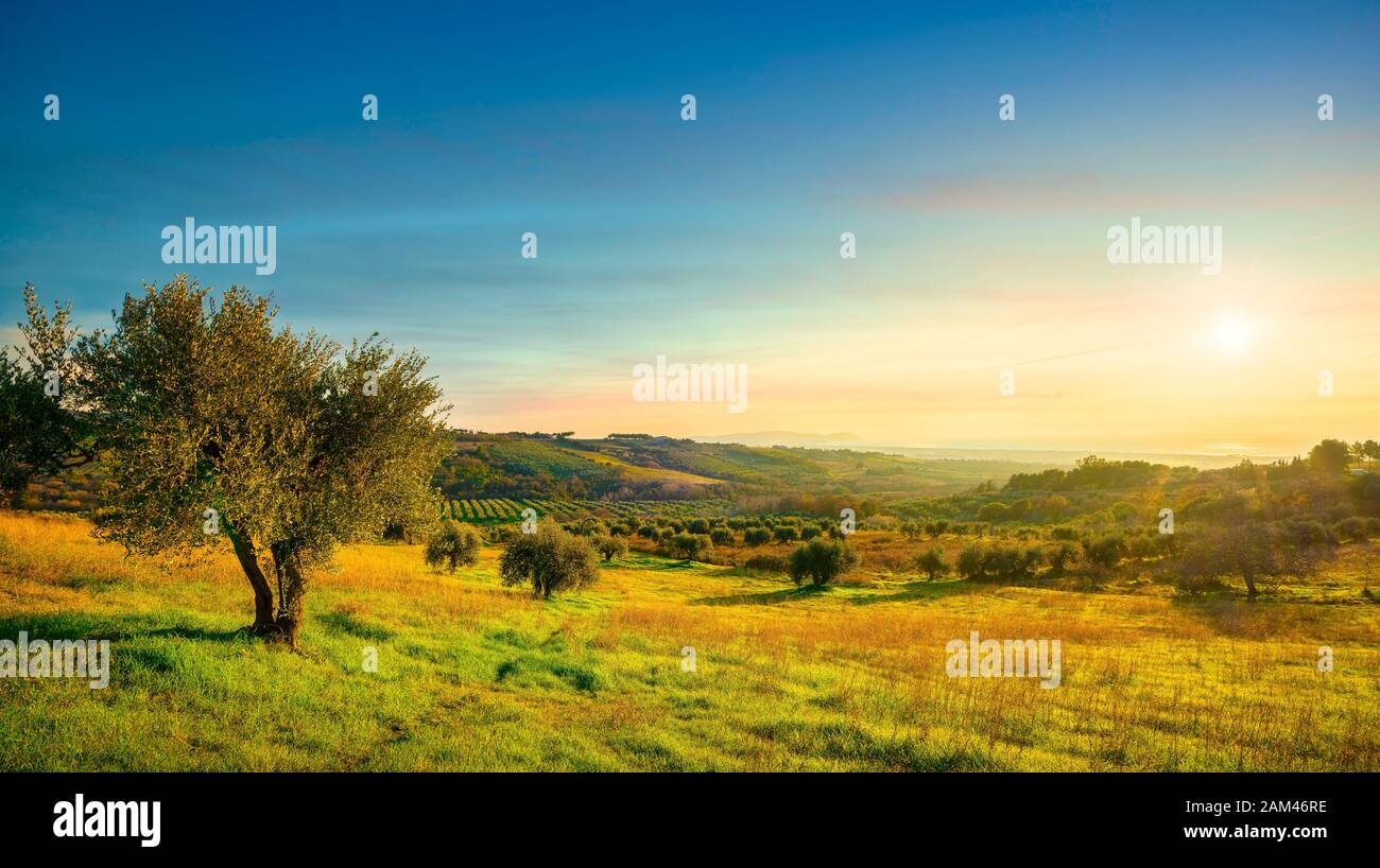 Maremma Sonnenuntergang Panorama. Olivenbäume, Landschaft und Meer am Horizont. San Vincenzo, Toskana, Italien. Stockfoto