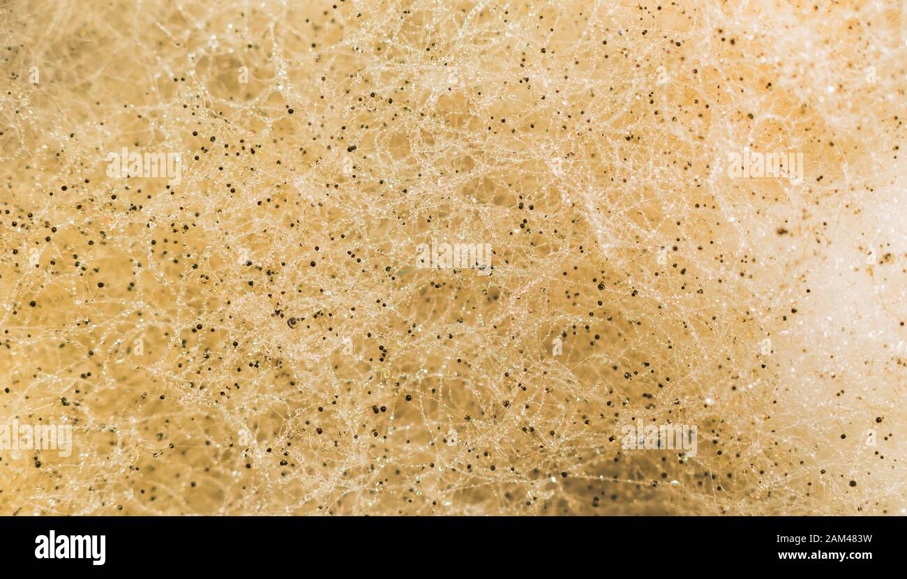 Makroschuss Von Pilz auf Brot mit verschwommenem Hintergrund.Pilz auf Brot mit wenig Wassertropfen. Stockfoto