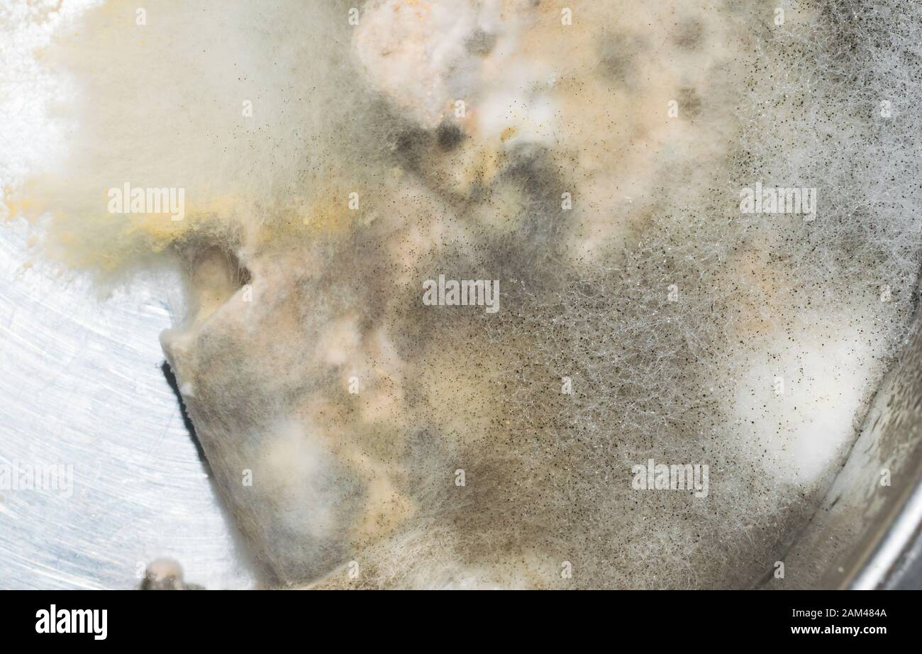 Makroschuss Von Pilz auf Brot mit verschwommenem Hintergrund.Pilz auf Brot mit wenig Wassertropfen. Stockfoto