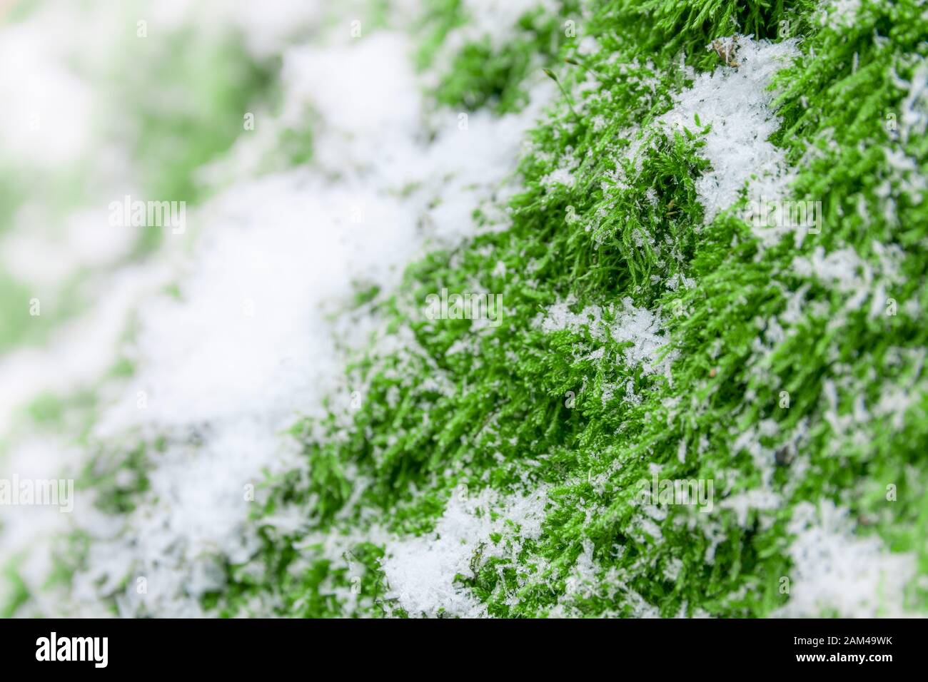 Green Moss auf eine Birke bedeckt mit Schnee, Winter Szene Stockfoto