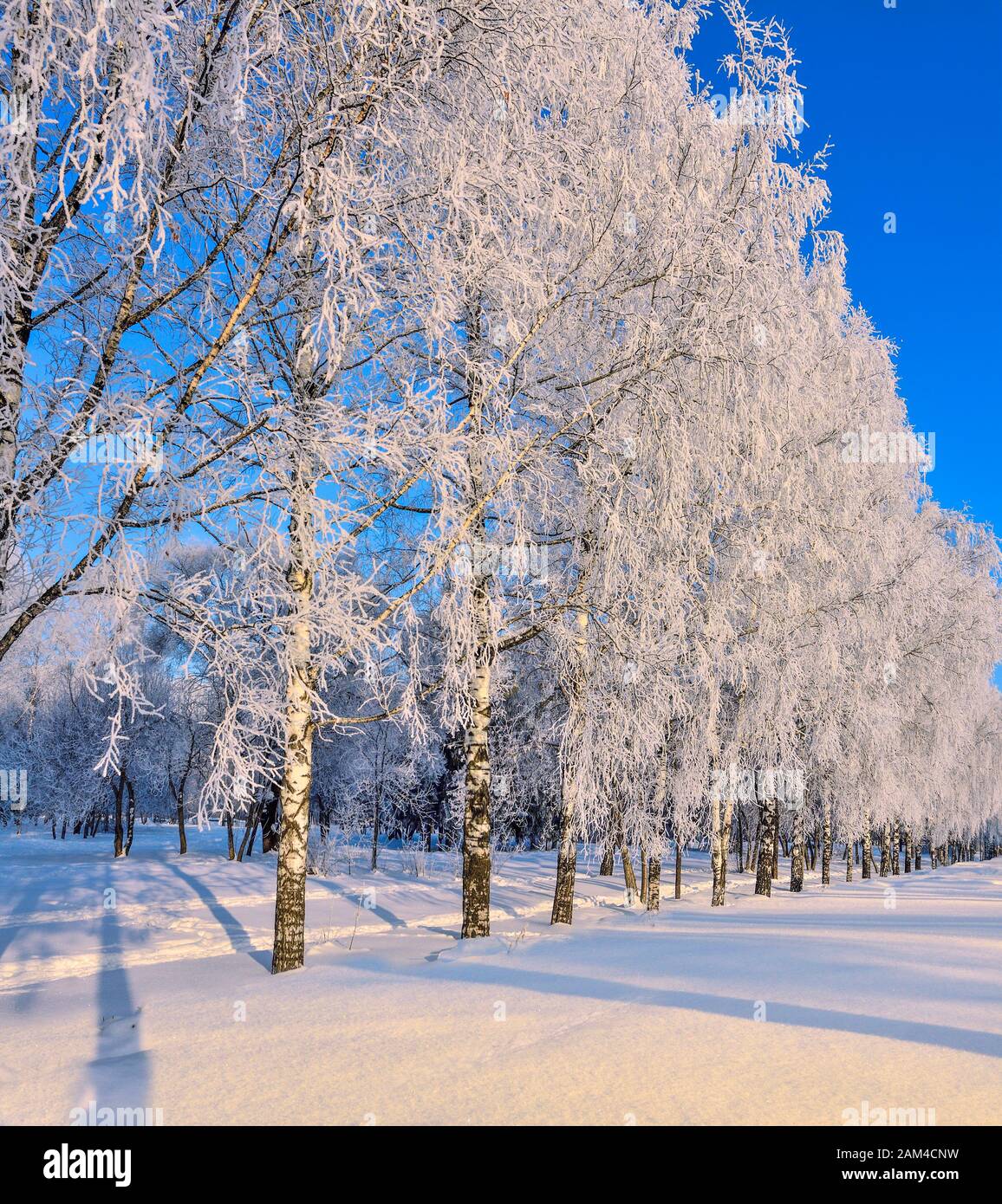 Schöne Winterlandschaft mit weißen, flauschigen Birkenkronen mit hoarfrostbedeckten und weißen Stämmen im Stadtpark bei hellem sonnigem frostigen Tagesschaum Stockfoto
